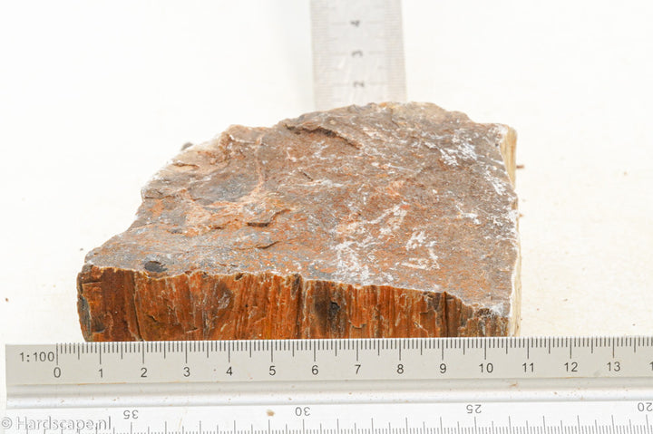Petrified Wood M65 - Hardscape.nl