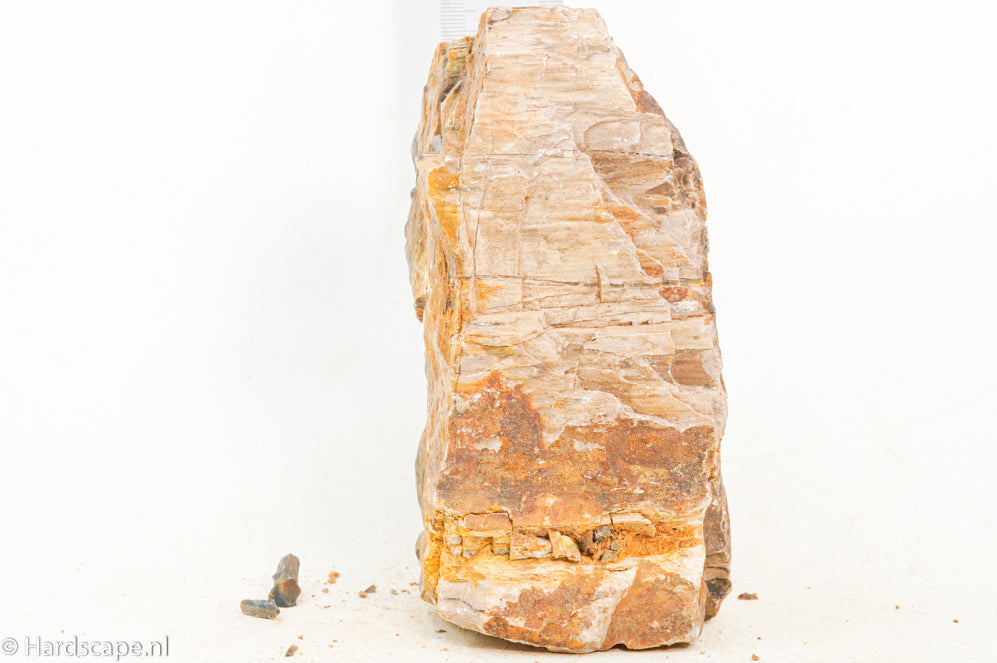 Petrified Wood M66 - Hardscape.nl
