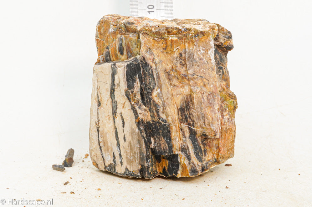 Petrified Wood M67 - Hardscape.nl
