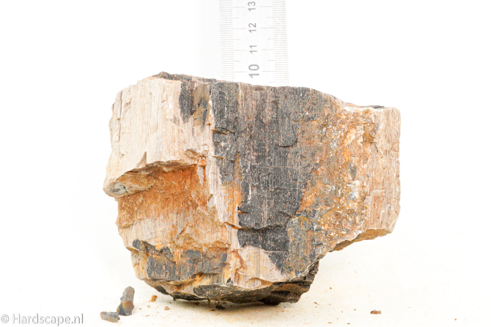 Petrified Wood M68 - Hardscape.nl