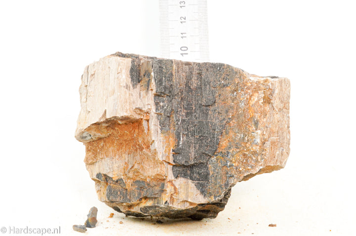 Petrified Wood M68 - Hardscape.nl