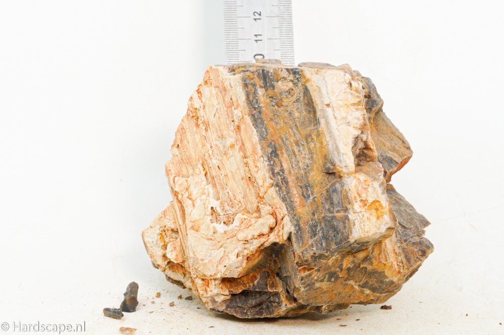 Petrified Wood M69 - Hardscape.nl