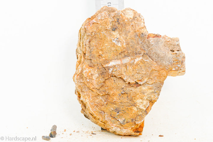Petrified Wood M70 - Hardscape.nl