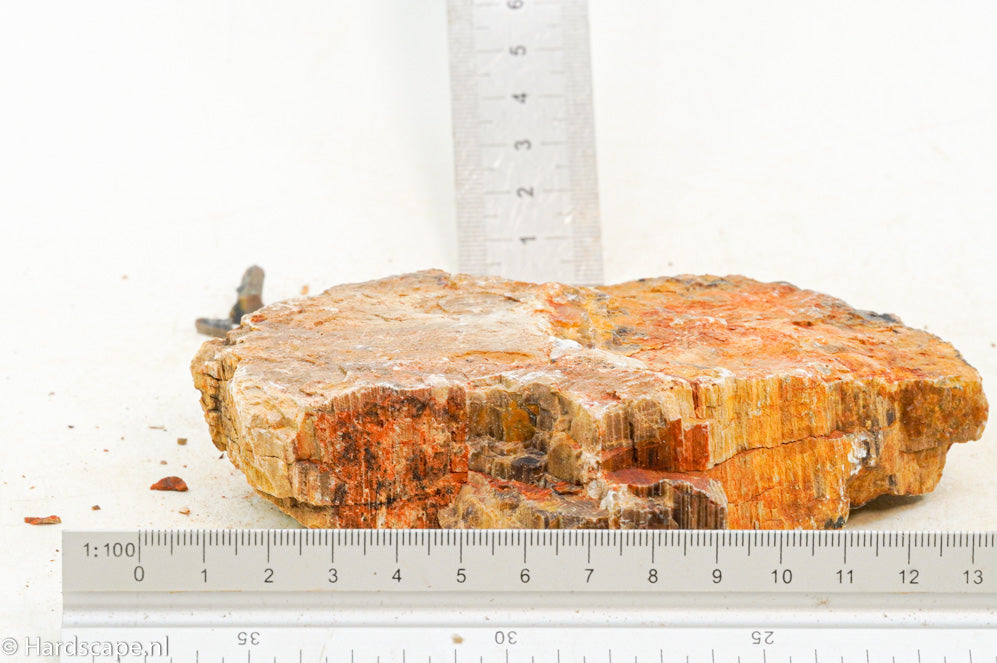 Petrified Wood M70 - Hardscape.nl