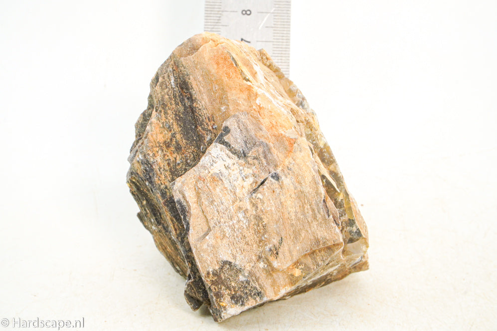 Petrified Wood S115 - Hardscape.nl
