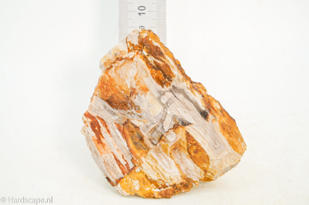 Petrified Wood S116 - Hardscape.nl