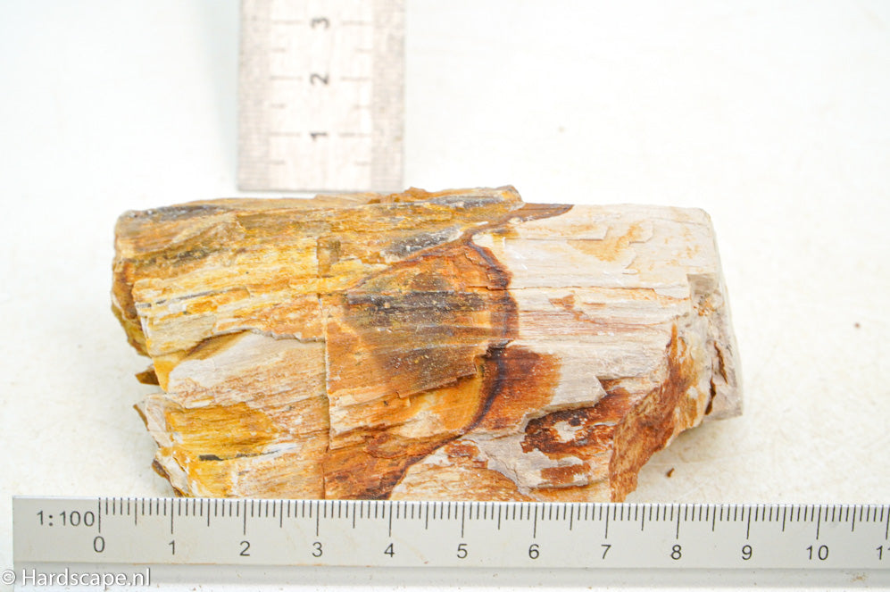 Petrified Wood S116 - Hardscape.nl
