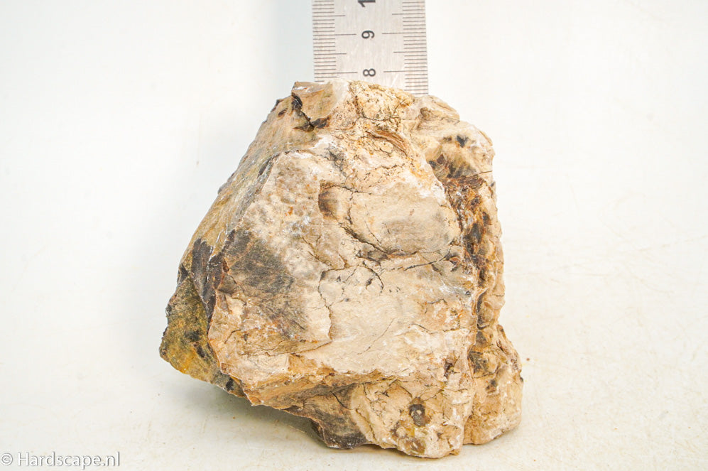 Petrified Wood S117 - Hardscape.nl
