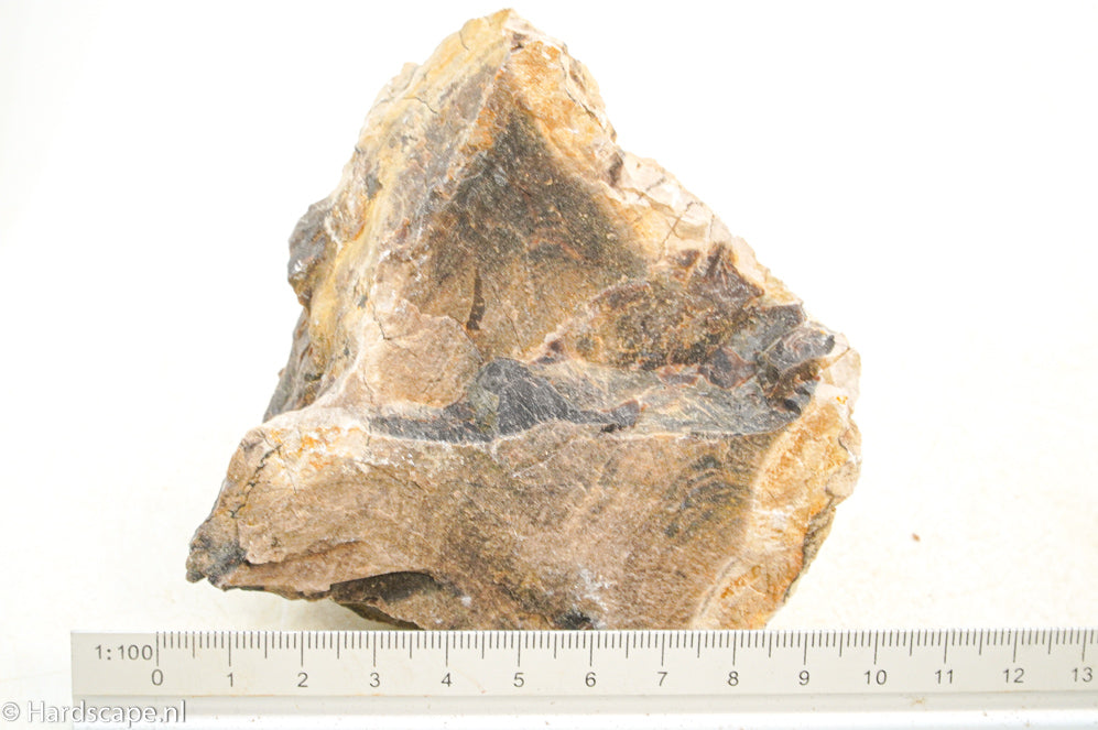 Petrified Wood S117 - Hardscape.nl
