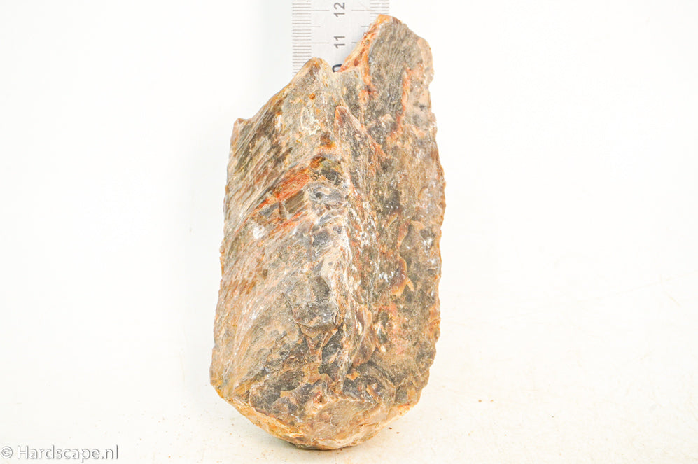 Petrified Wood S120 - Hardscape.nl