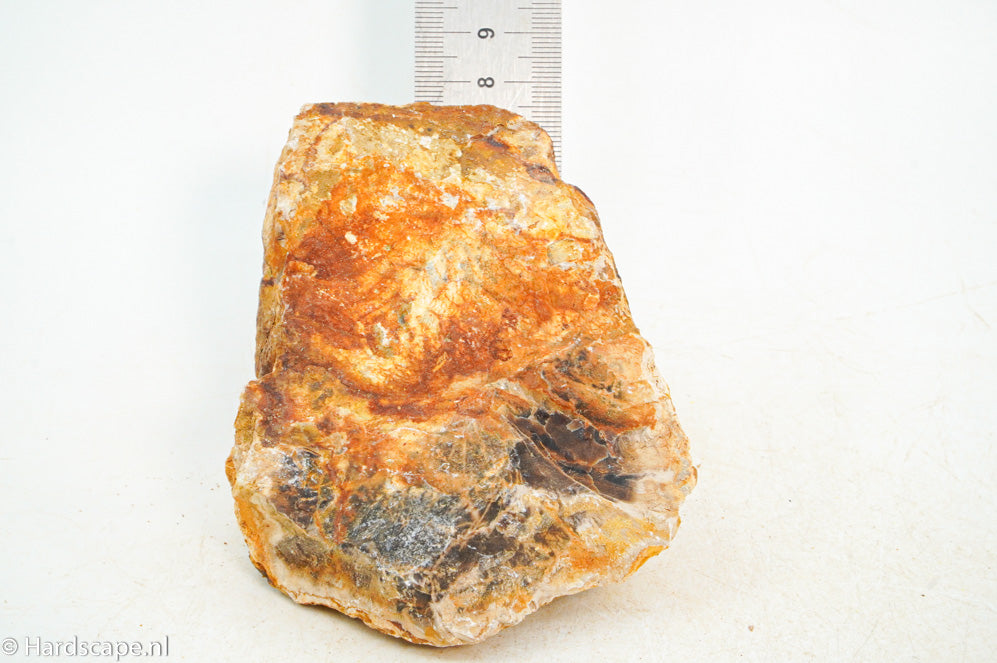 Petrified Wood S121 - Hardscape.nl