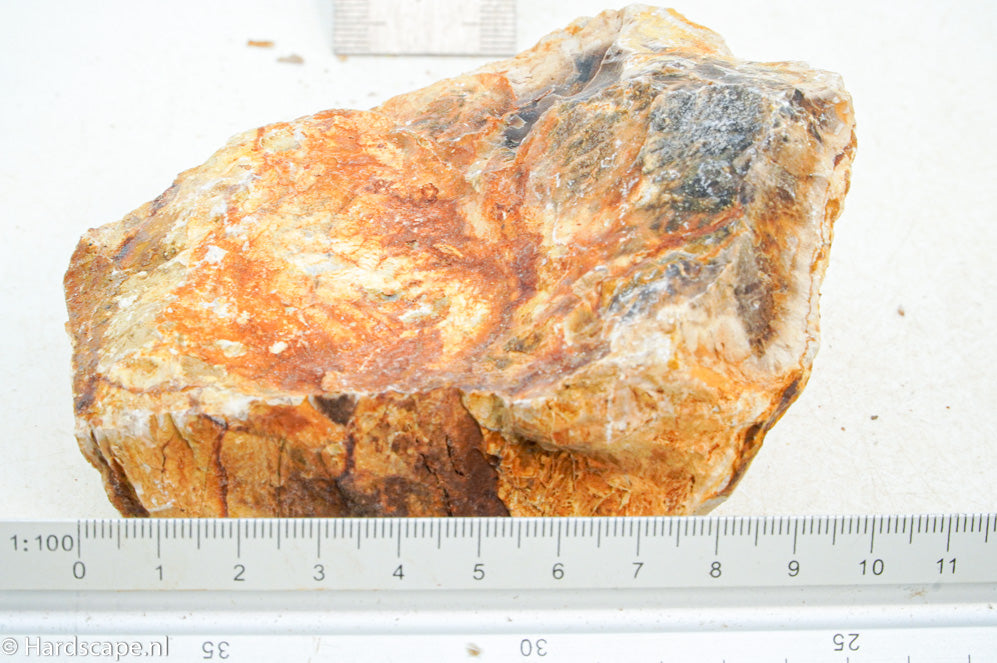 Petrified Wood S121 - Hardscape.nl