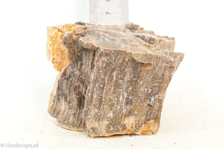 Petrified Wood S123 - Hardscape.nl