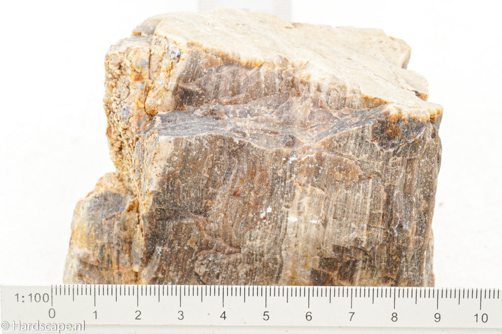Petrified Wood S123 - Hardscape.nl