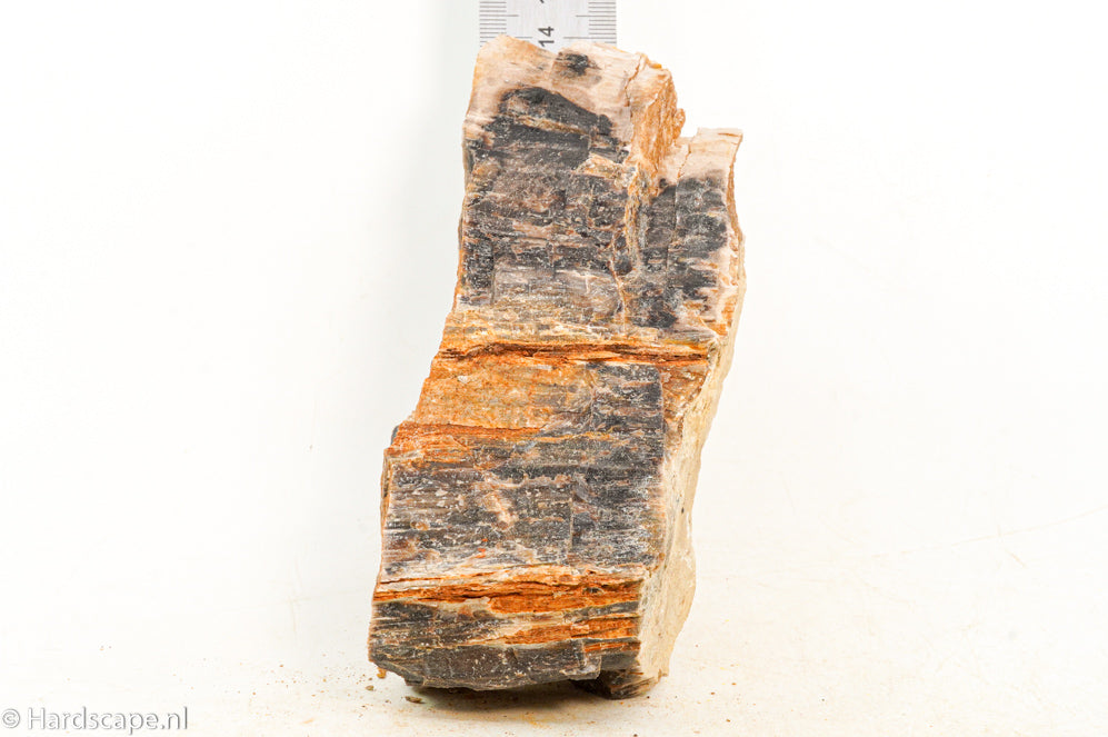 Petrified Wood S124 - Hardscape.nl