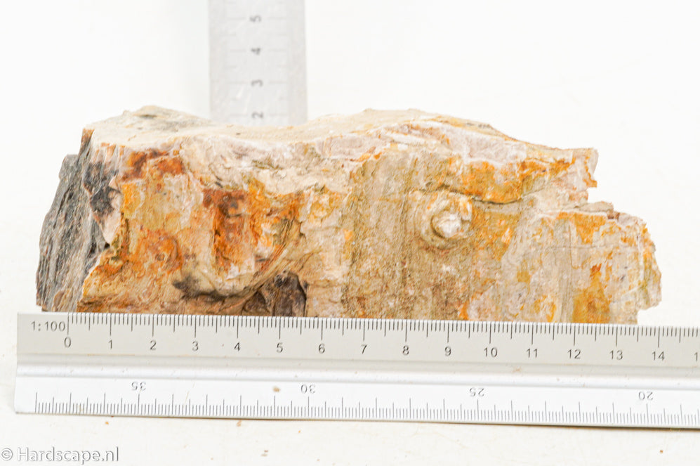 Petrified Wood S124 - Hardscape.nl