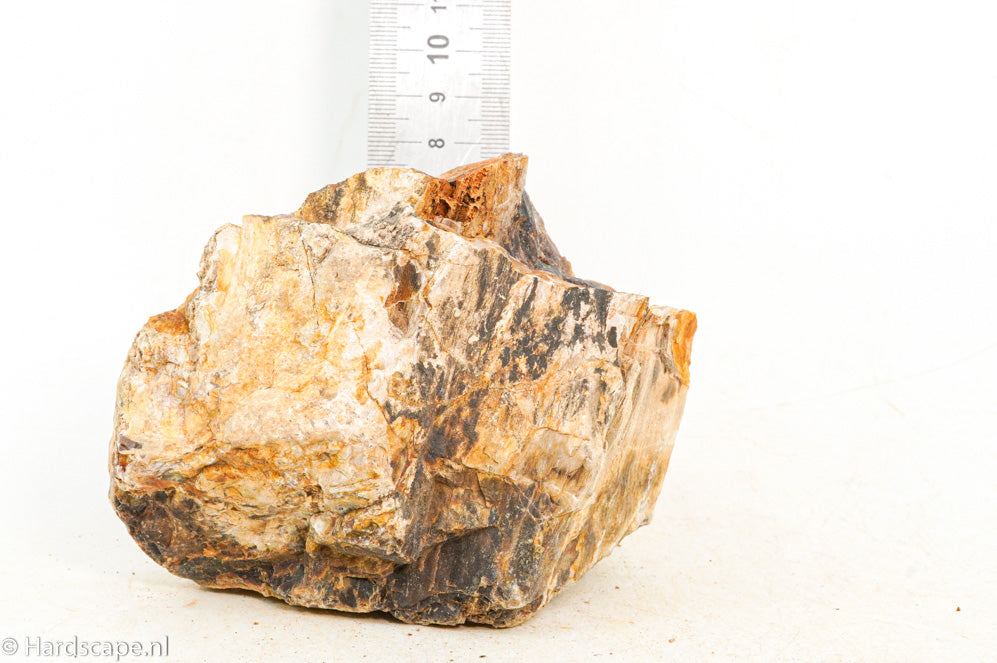 Petrified Wood S125 - Hardscape.nl