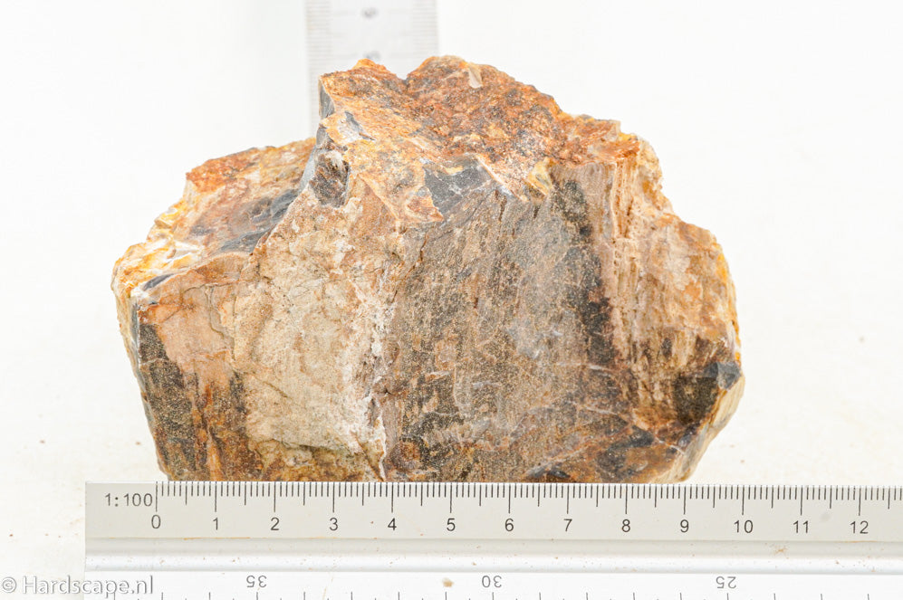 Petrified Wood S125 - Hardscape.nl
