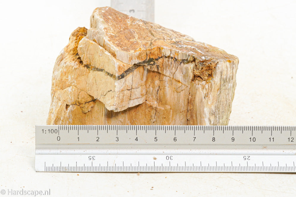 Petrified Wood S126 - Hardscape.nl