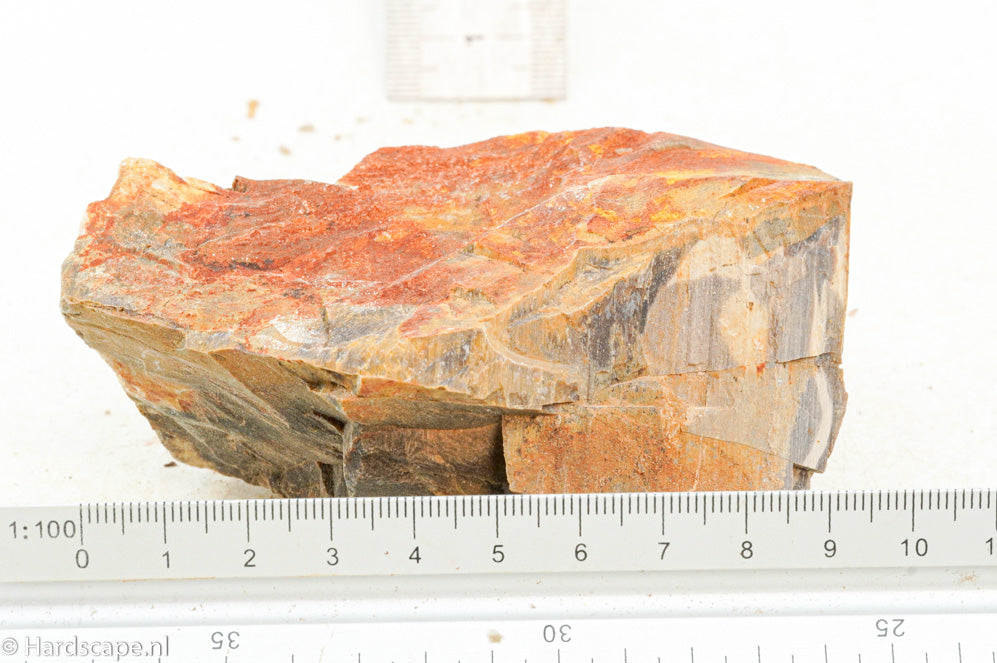 Petrified Wood S127 - Hardscape.nl