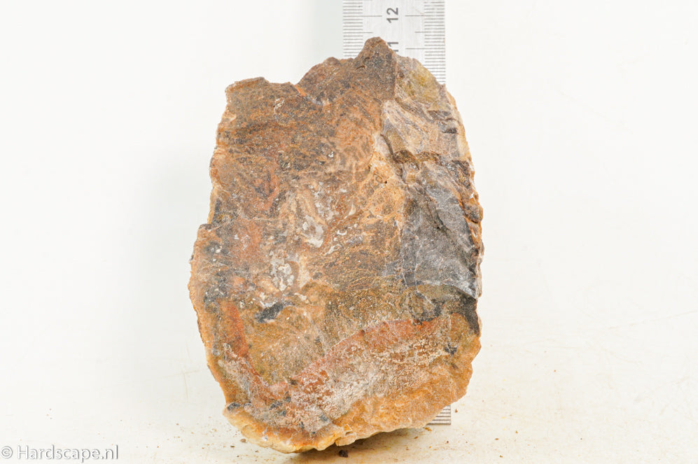 Petrified Wood S128 - Hardscape.nl