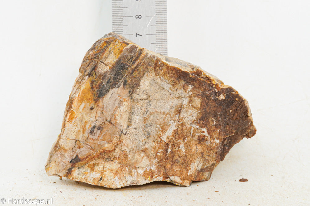 Petrified Wood S130 - Hardscape.nl
