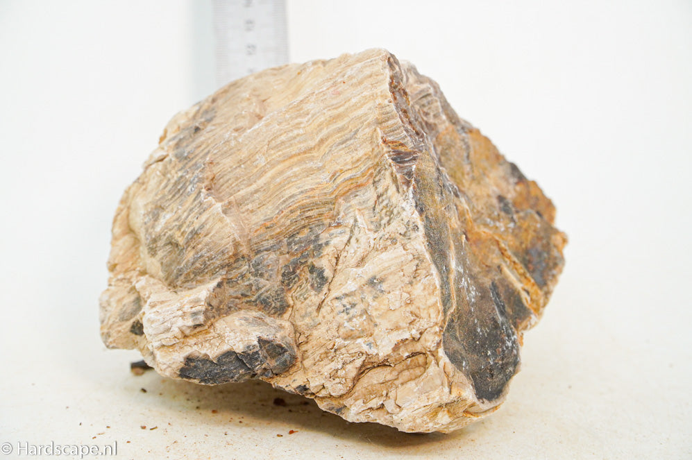 Petrified Wood XL74 - Hardscape.nl