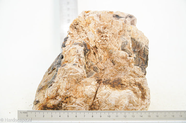 Petrified Wood XL74 - Hardscape.nl