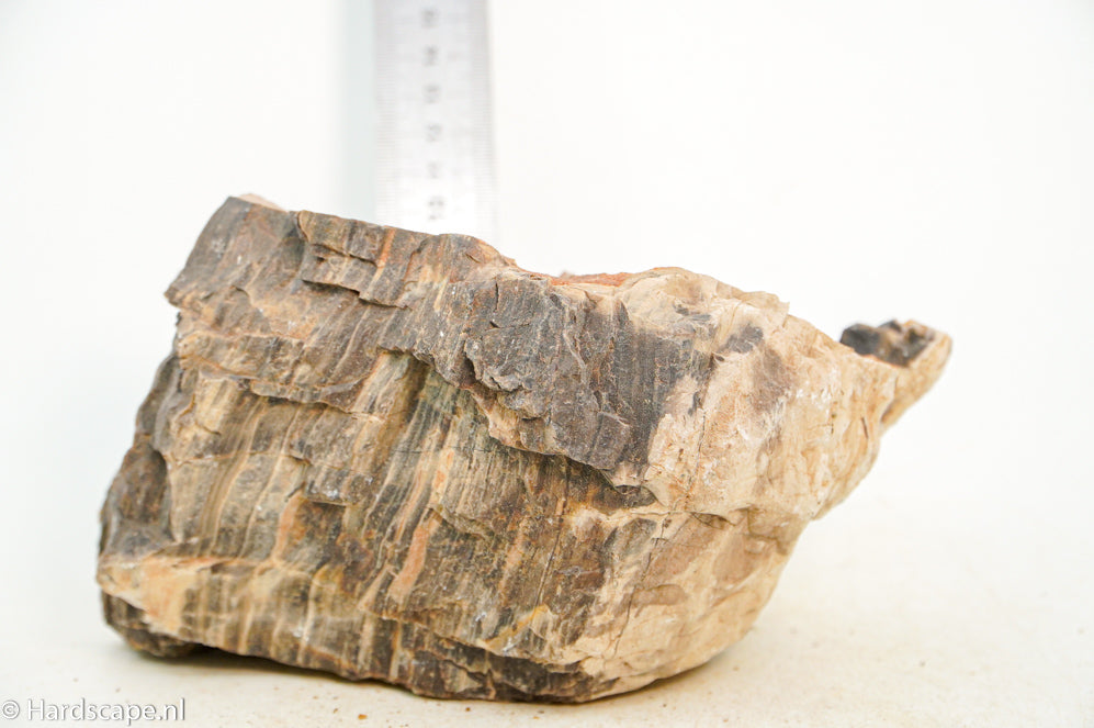 Petrified Wood XL75 - Hardscape.nl