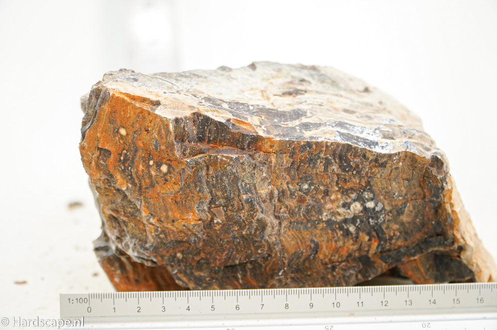 Petrified Wood XL75 - Hardscape.nl