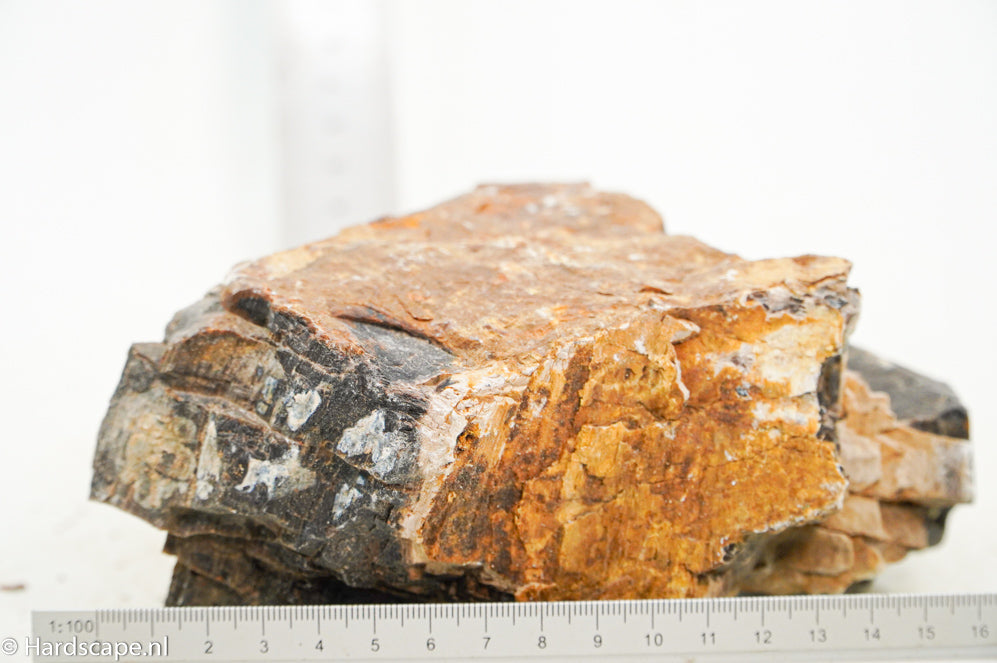 Petrified Wood XL76 - Hardscape.nl