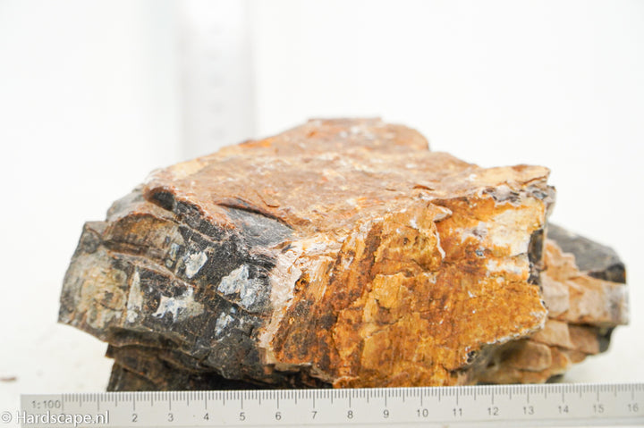 Petrified Wood XL76 - Hardscape.nl