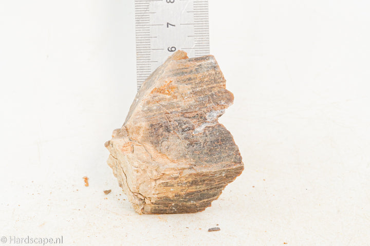 Petrified Wood XS101 - Hardscape.nl