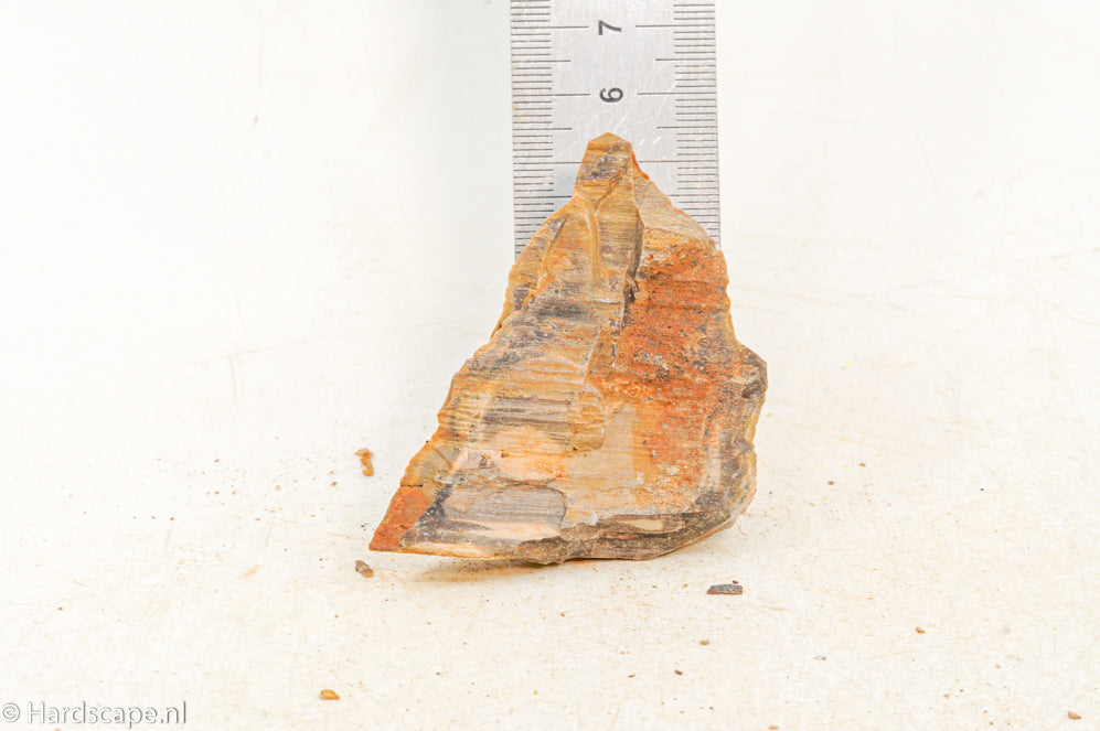 Petrified Wood XS102 - Hardscape.nl