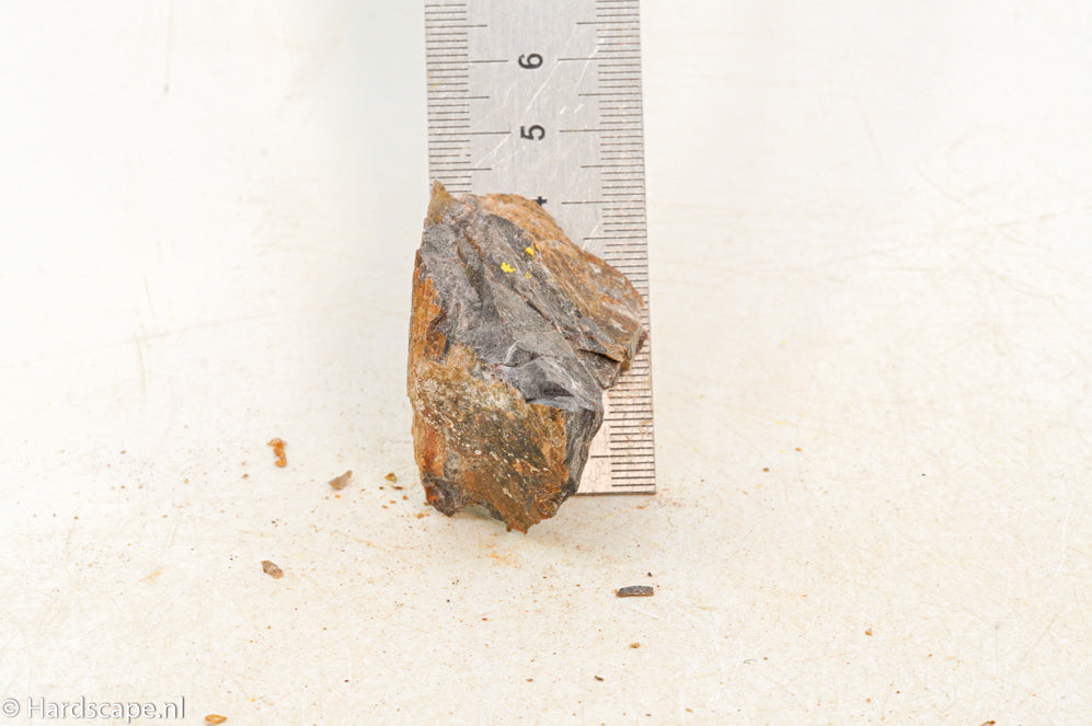 Petrified Wood XS104 - Hardscape.nl