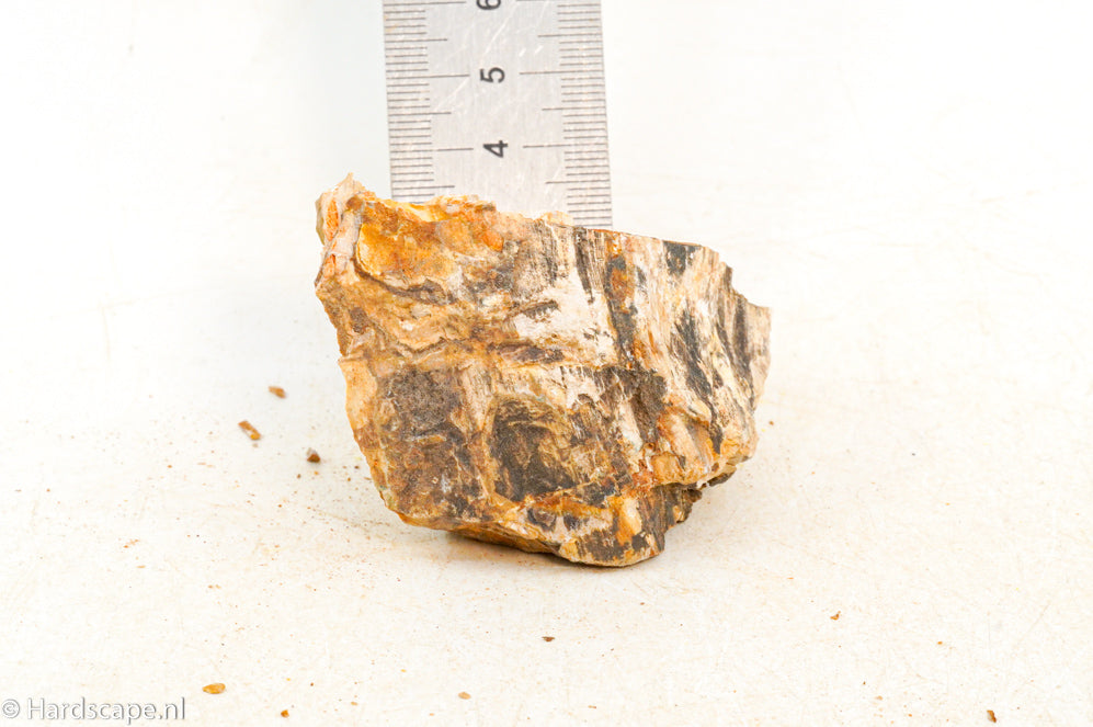 Petrified Wood XS94 - Hardscape.nl