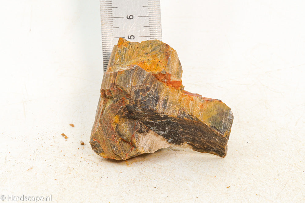 Petrified Wood XS95 - Hardscape.nl