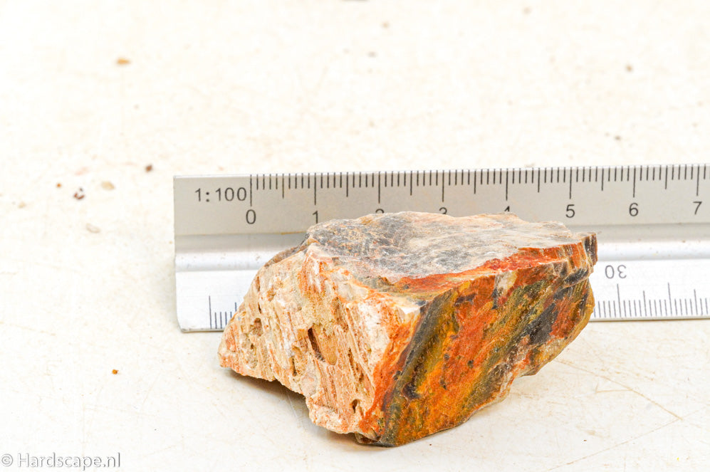 Petrified Wood XS97 - Hardscape.nl