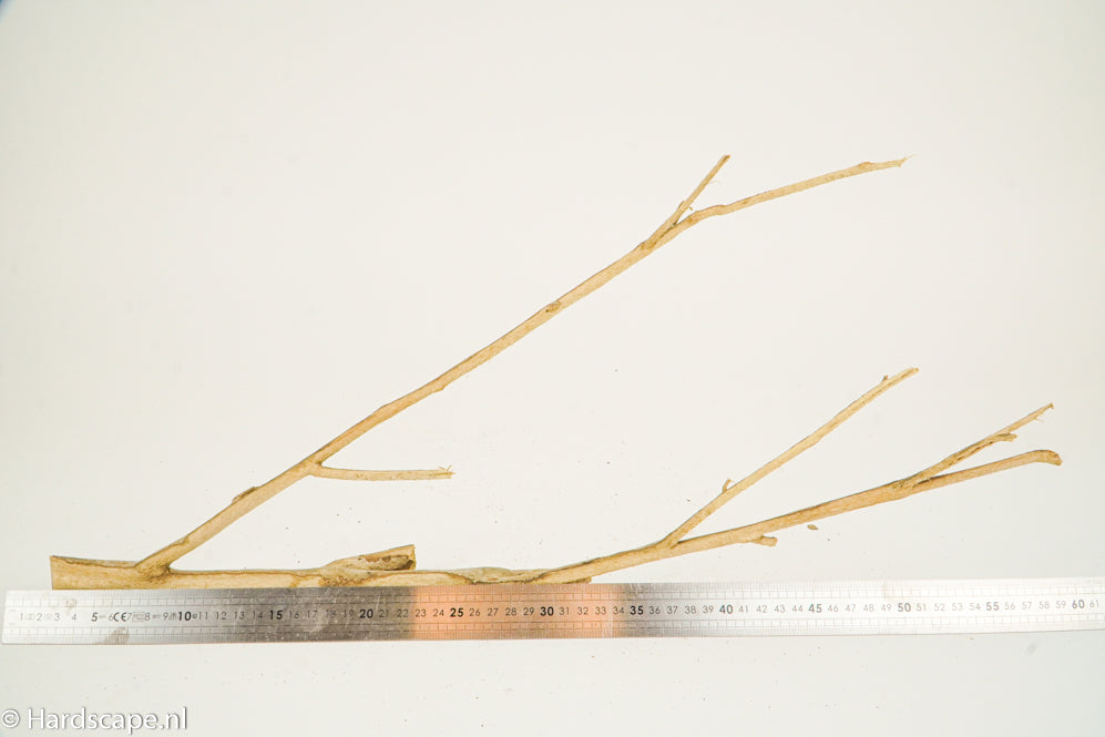 Talawa Wood 193 - Hardscape.nl