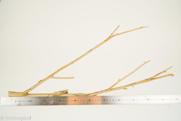 Talawa Wood 193 - Hardscape.nl