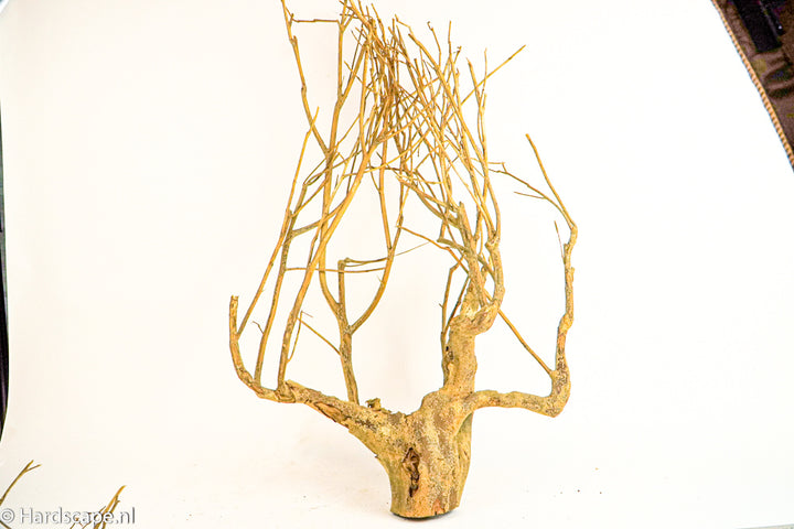 Talawa Wood 247 - Hardscape.nl