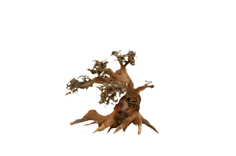 Aqua Bonsai tree - Hardscape.nl
