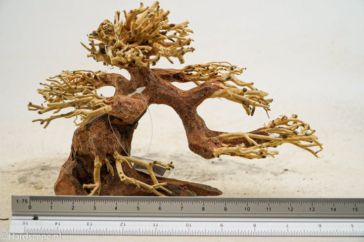 Claw Bonsai tree - Hardscape.nl