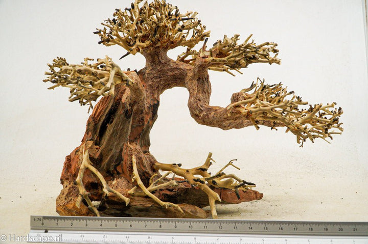 Claw Bonsai tree - Hardscape.nl