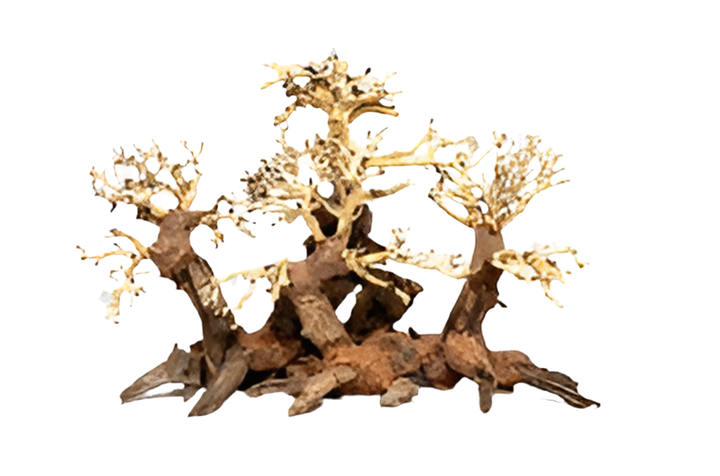Forest Bonsai tree - Hardscape.nl