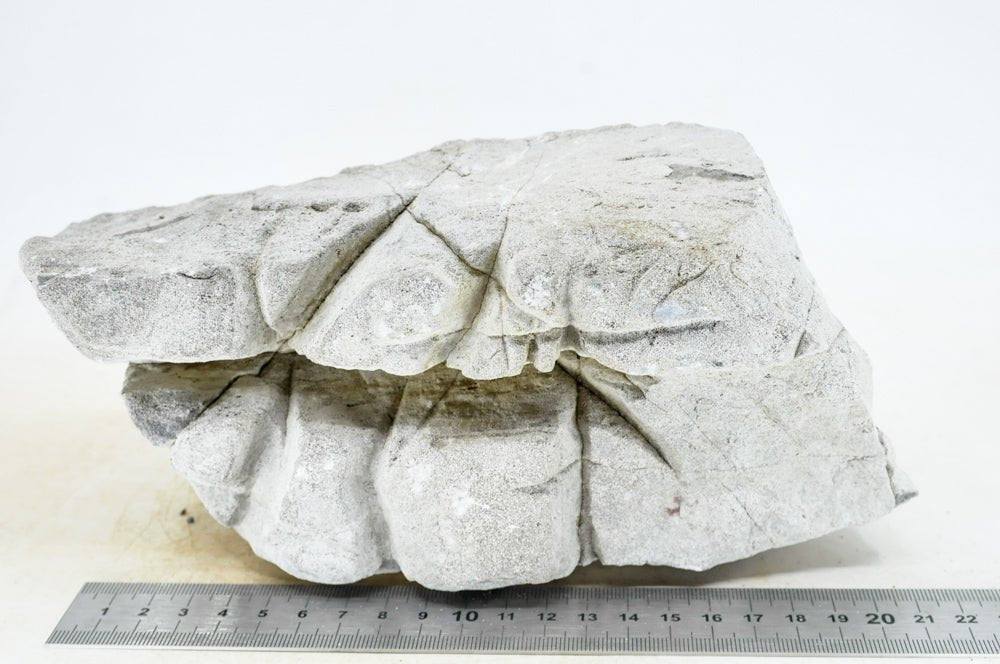 Elephant Skin Rock XL32 - Hardscape.nl