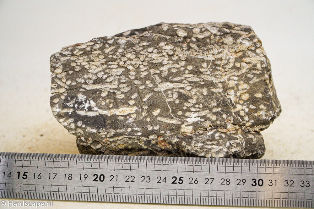 Elephant Skin Rock XL55 - Hardscape.nl