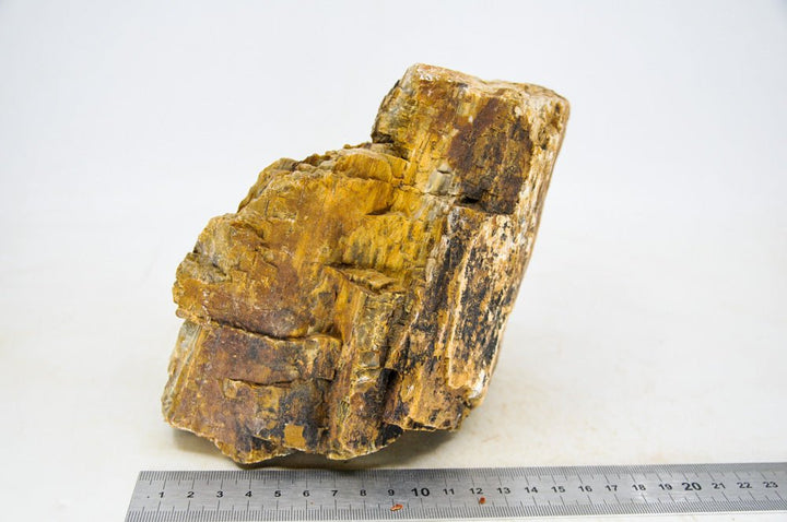 Petrified Wood XL2 - Hardscape.nl