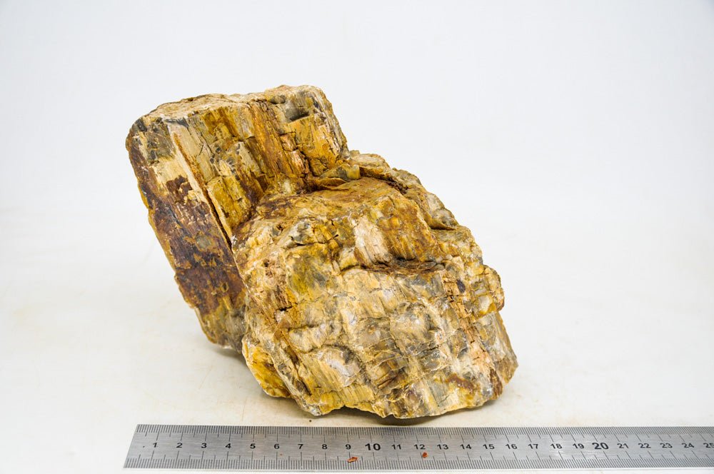 Petrified Wood XL2 - Hardscape.nl
