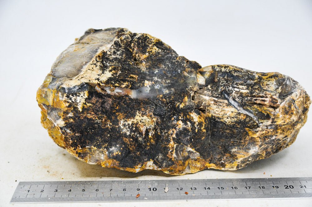 Petrified Wood XL27 - Hardscape.nl